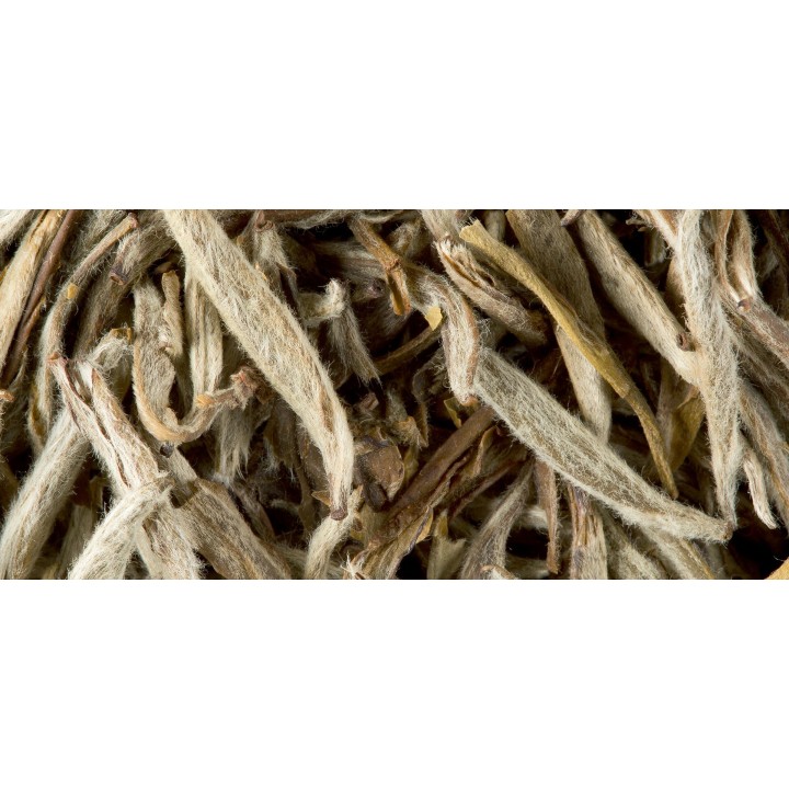 THÉ BLANC - JASMIN YIN ZHEN