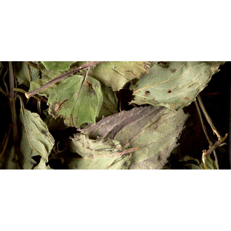 HERBAL INFUSION - PEPPERMINT