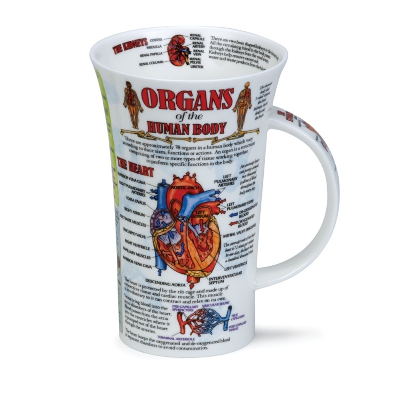 Becher Dunoon Glencoe 0.5L - Organs of the body